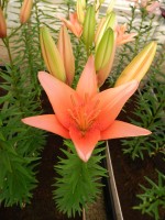 [4006 Bente s Favorite No102.JPG]